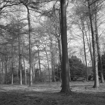 s/w, Wald im Winter